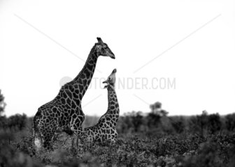 Giraffe (Giraffa camelopardalis) couple  Kruger  South Africa