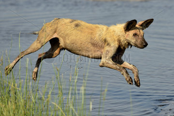 Wild Dog jumping over a puddle - Savuti Botswana