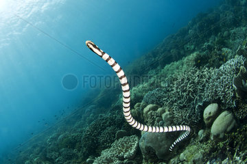 Banded sea krait (Laticauda laticaudata)  Siladen  North Sulawesi  Indonesia