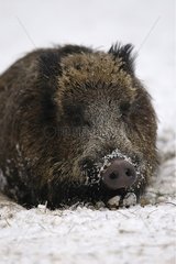 Wild boar sleeping in snow Germany