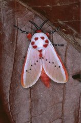 Papillon posé sur une feuille Réserve privée de Bartola