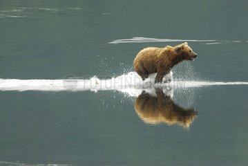 Alaskan Brown Bear galloping in a river Kodiak island