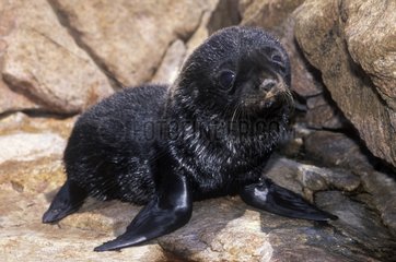 Porträt eines jungen Seelöwen aus Australien Neuseeland