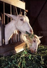 Chèvres mangeant de l'herbe dans une auge France