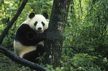 Giant panda with the foot of a tree in China