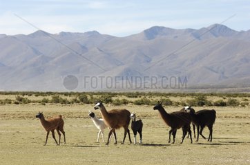 Lamas auf der Altiplano Bolivien
