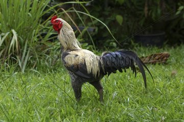 Domestic cock walking La Réunion [AT]