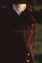 Porträt einer Holstein -Kuh in Oise Frankreich