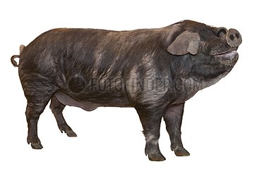Gascogne boar on white background