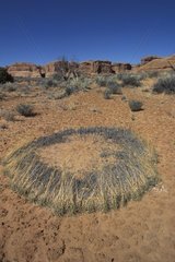 Development in circle of an herbaceous in desert Utah USA
