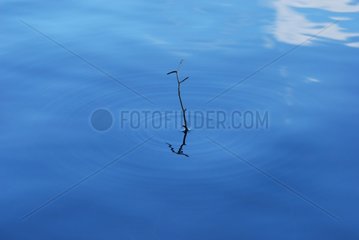 Propagation of a wave in the water around a stick France
