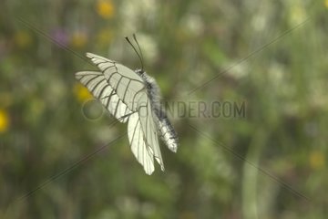 Black veined White in flight Saône et Loire France