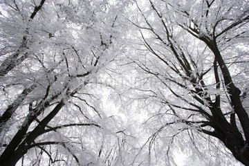 Branches of trees covered with white frost Alsace France