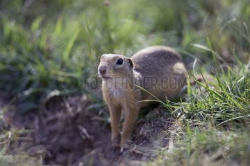 European ground squirrel attemptive at burrow Bulgaria