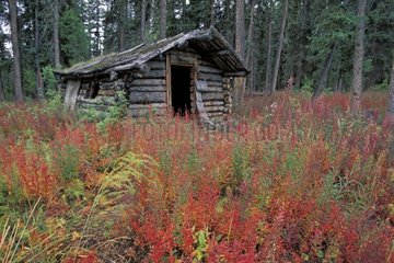 Old hut of trapper in logs Yukon Canada