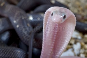 Cobras birth in captivity France