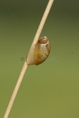 Snail on a stem of graminaceous