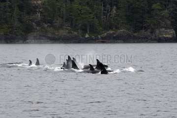 Orcas swimming on the surface of Johnstone Strait Canada