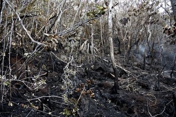 Masserauchen von Maquis nach Feuer in Neukaledonien