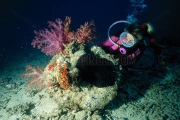 Plongeuse observant un nudibranche Becqa Lagoon