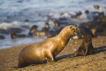Southern sea lion mother with pup Valdes Peninsula Patagonia
