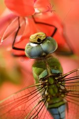 Emperor dragonfly settled on a flower Daourat Morocco