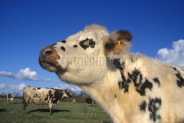 Vache Normande au pré Portrait