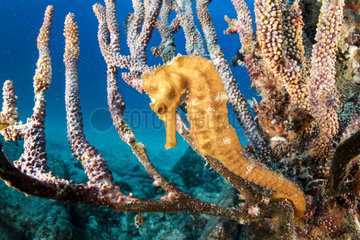 Pacific seahorse (Hippocampus ingens) Salvatierra wreck diving place  Sea of Cortez  Baja California  Mexico  East Pacific Ocean