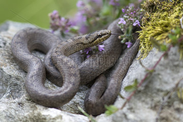 Smooth Snake (Coronella austriaca austriaca)  Alps  Italy