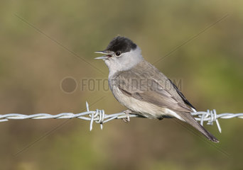 Blackcap (Sylvia atricapilla) Male blackcap displaying on a barbed wire England  Spring