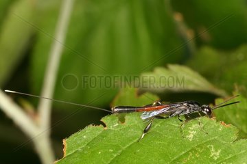 Parasitic Wasp Midi Pyrénées France