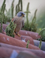 Little Falcon male posed on a roof Spain