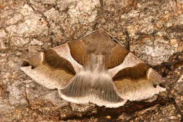 Noctuid moth on a trunk Sieuras Ariège France