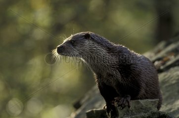 Europäischer Otter auf einem Chizé France Counter Day Rock