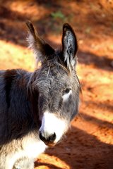 Portrait of a Donkey in career ocher Provence France