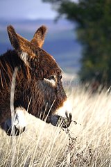 Portrait of a Donkey in the tall grass Provence France