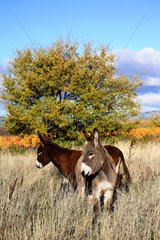 Donkeys in a meadow in autumn Provence France