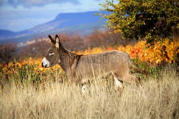 Donkey in a meadow in autumn Provence France