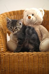 Kitten and Teddy on a wicker chair France