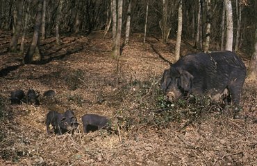 Gascogne sow and piglets France