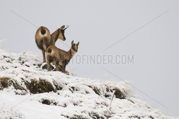 Pyrenean Chamois female and young on snow Pyrenees France
