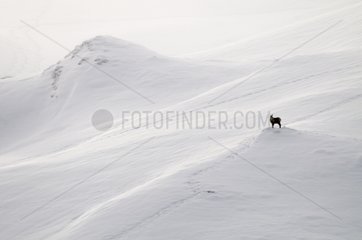 Pyrenean Chamois male on a snowy Pyrenees France