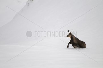 Pyrenean Chamois male walking on snow Pyrenees France