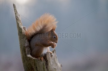 Red squirrel on a trunk in a timber France