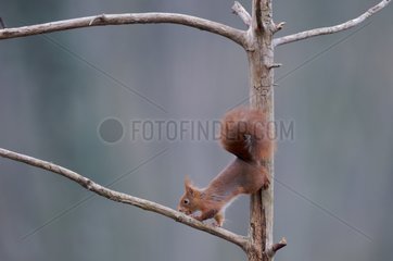 Red squirrel on a branch in a timber France