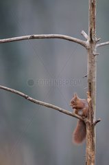 Red squirrel on a branch in a timber France