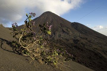Shrub in bloom on the Pacaya volcano in Guatemala