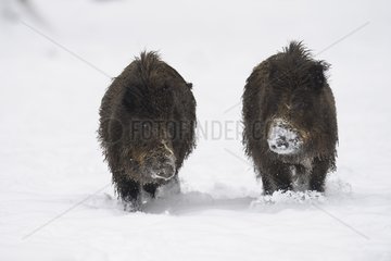 Wild Boars walking in snow Germany