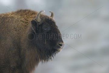 Portrait of female European bison in winter Germany