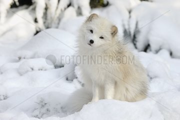 Arctic fox sitting on snow Germany